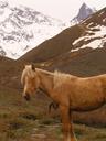 Lots of horses grazed in the upper valley.